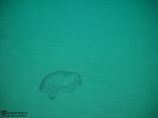 Jellyfish - Underwater Galapagos 2010 -DSCN5558